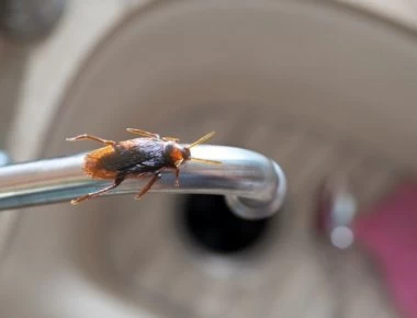 Κατσαρίδες στο σπίτι: Η φυσική παγίδα με… καφέ για να εξαφανιστούν